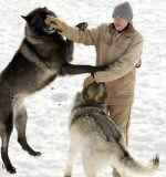 Un perro con tres cabezas